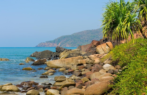 Birkenmeer mit Palmen in Goa