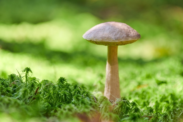 Birkenpilz, Kopierraum. Essbarer Pilz, der in Moos wächst. White Moor Ghost Bolete. Schlecht aufgenommene Nahrung.