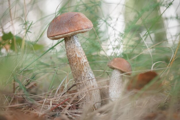 Birkenpilz wächst im Wald, Birkenpfeffer wächst unter den Blättern im Wald, der Orangekopfpfeifer wächst im grünen Moos, Birkenholz Leccinum wächst im Forest.