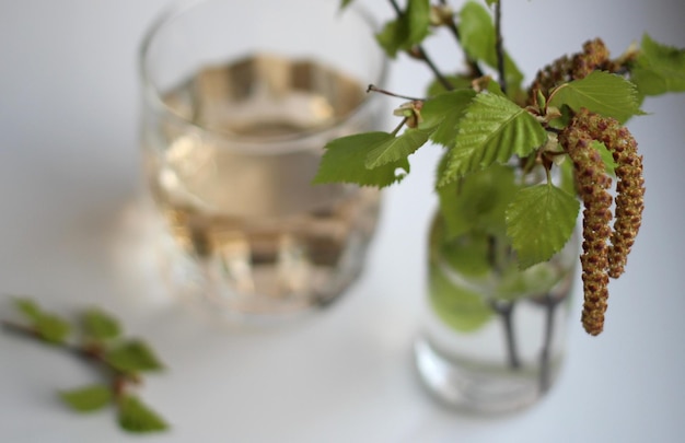 Birkensaft in einem Glas mit einem blühenden Birkenzweig