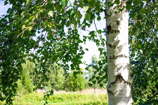 Birkenstamm Birkenhain Birkenbaumwiese Waldfeld