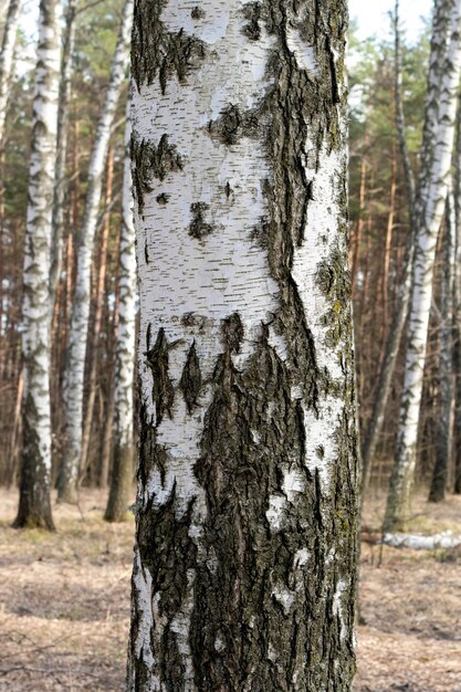 Birkenstamm im WaldNatürlicher Hintergrund Birkenrinde