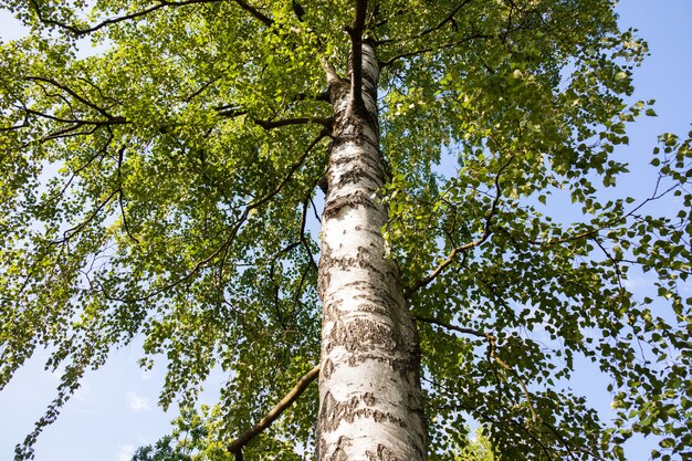 Birkenuntersicht, Stamm und grünes Laub vor blauem Himmel