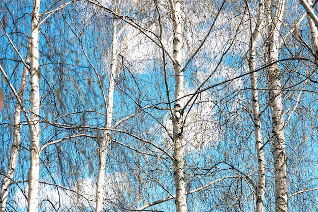 Birkenwald im Frühjahr gegen den blauen Himmel