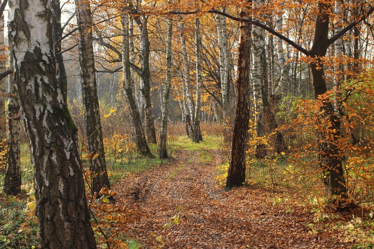 Foto birkenwald im herbst