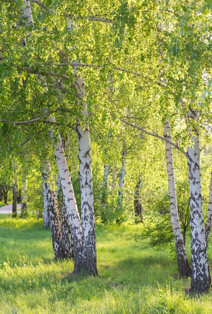 Birkenwald im Sonnenlicht