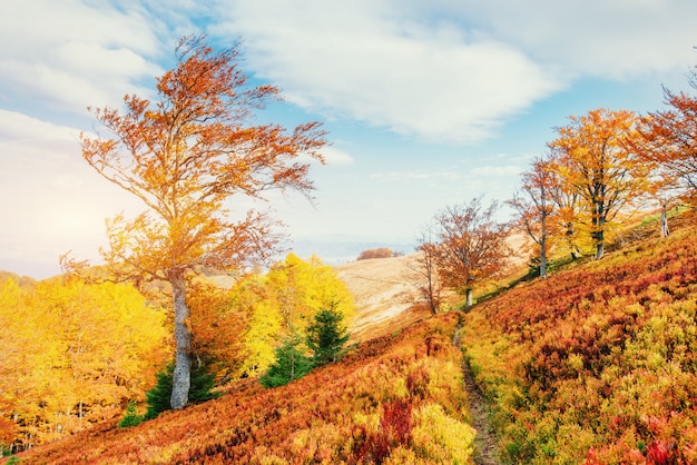 Birkenwald im sonnigen Nachmittag während der Herbstsaison