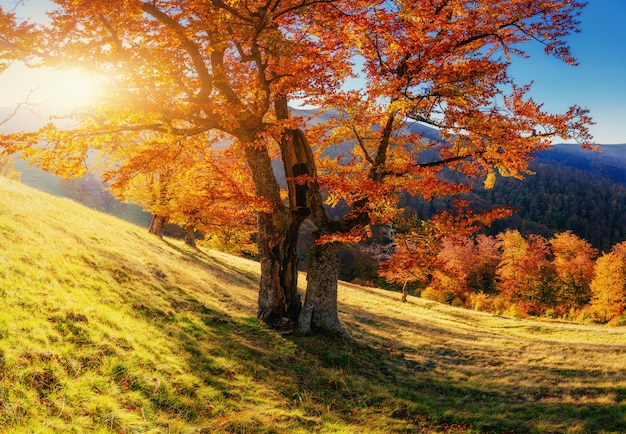 Birkenwald im sonnigen Nachmittag während der Herbstsaison