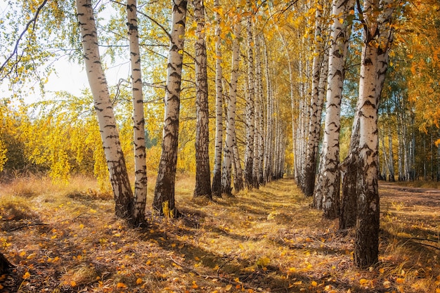 Birkenwald mit Sonnenstrahlen im Herbst