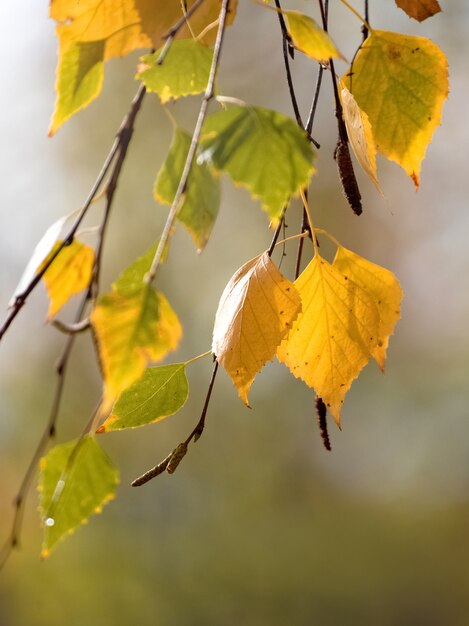 Birkenzweig mit bunten Herbstblättern