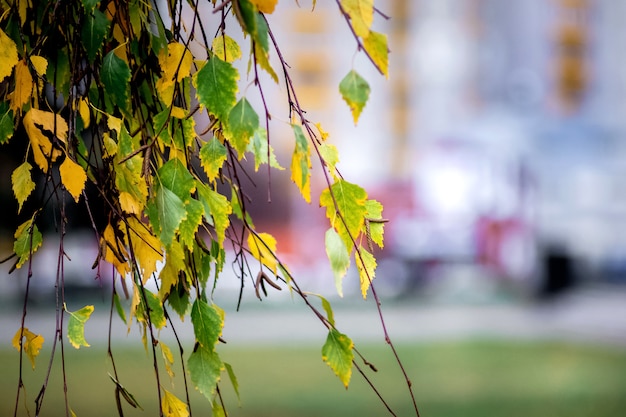 Birkenzweig mit gelben und grünen Blättern auf der verschwommenen Stadtstraße im Herbst