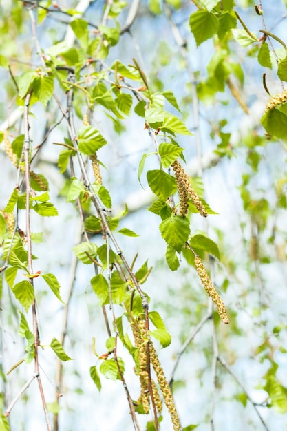 Birkenzweig mit grünen Blättern und Knospen