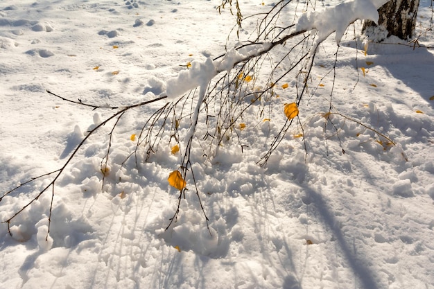 Foto birkenzweige mit den letzten gelben blättern sind mit dem ersten schnee bedeckt