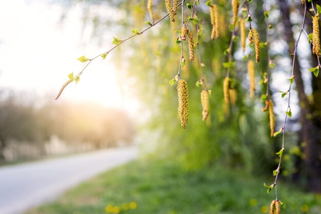 Birkenzweige mit Kätzchen im Frühjahr bei sonnigem Wetter