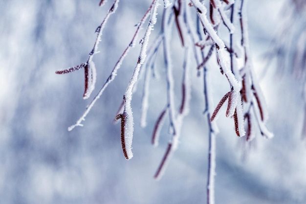 Birkenzweige mit Ohrringen, die im Winter mit Schnee und Frost auf verschwommenem Hintergrund bedeckt sind