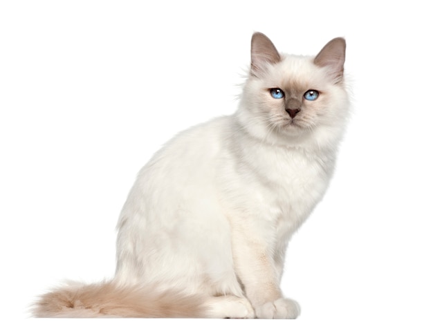 Birman (5 Monate alt)