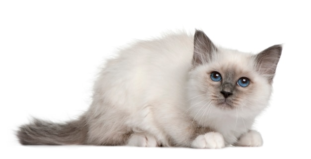 Birman gatinho na frente de um fundo branco