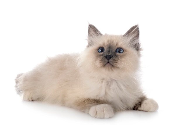 Birman gatinho na frente do branco