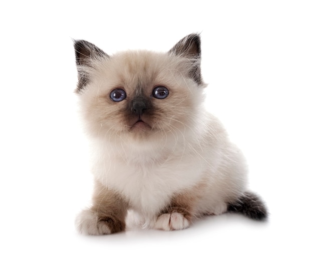 Birman gatinho na frente em branco isolado