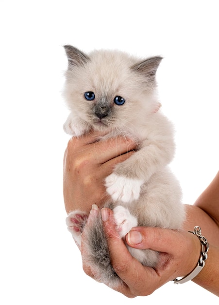 birman gatinho no studio