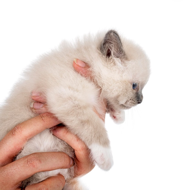 birman gatinho no studio