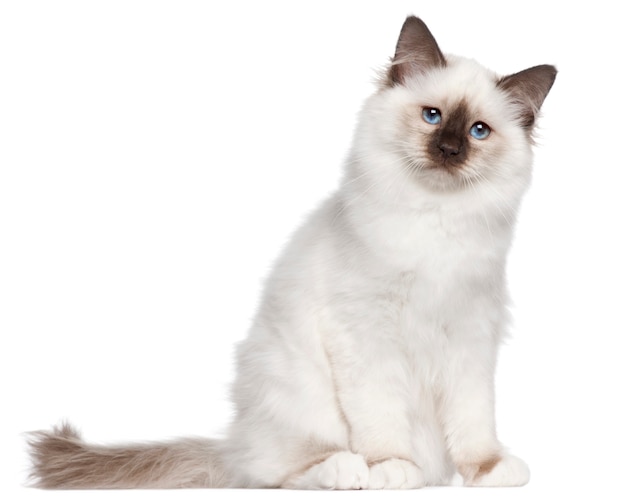 Birman gatito, 4 meses de edad, sentado