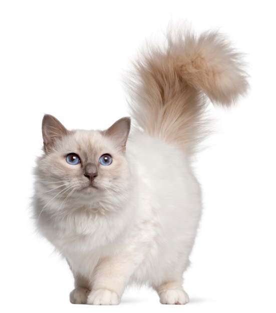 Birman Katze, 11 Monate alt, stehend