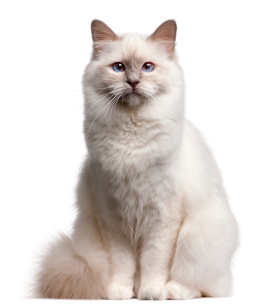 Birman Katze, 9 Monate alt,