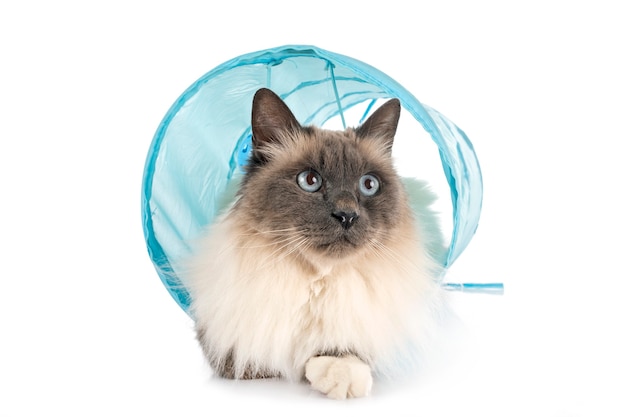 Birman Katze auf einem weißen Hintergrund