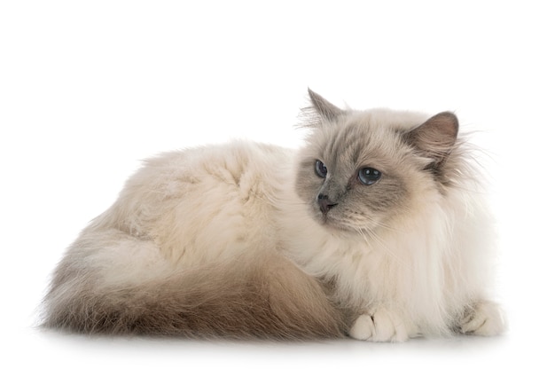 Birman Katze auf weißer Wand