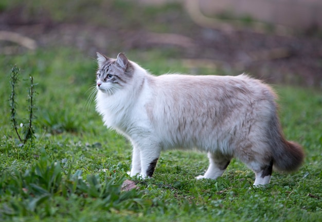 Birman Katze in der Natur