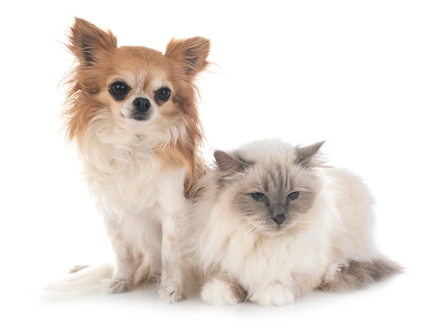 Birman Katze und Chihuahua