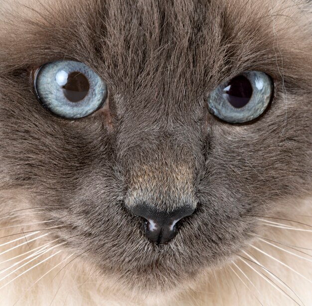 Birman Katze vor weißem Hintergrund