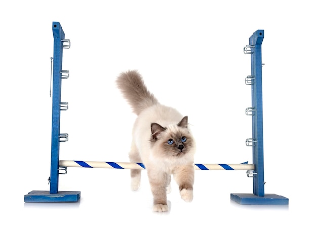 Birmanische Katze im Studio