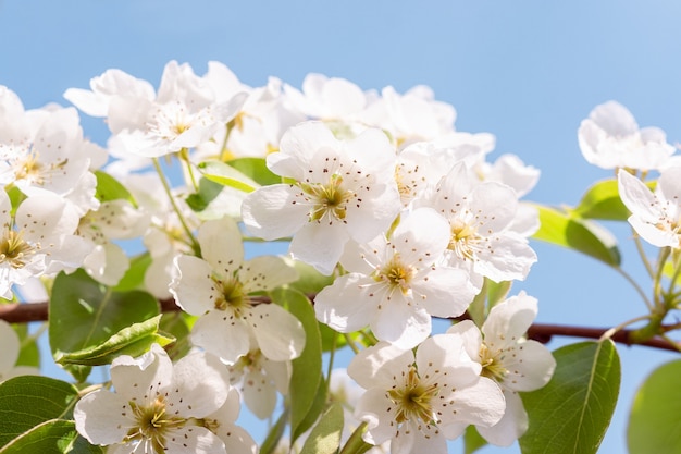 Birnbaum im frühjahr