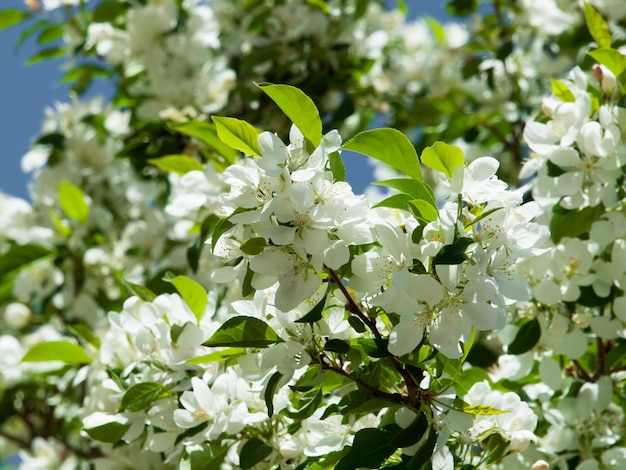 Birnbaum in voller Blüte mit weißen Blüten.