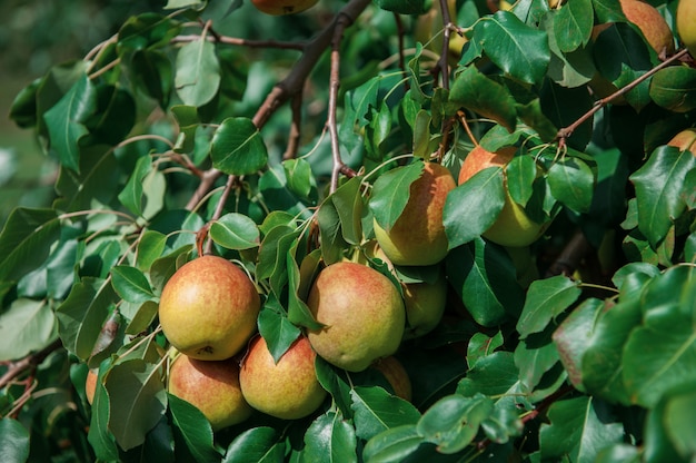 Birnbaum mit Früchten