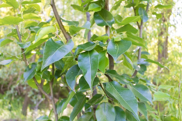 Birnbaum mit glänzenden und gesunden Blättern im Frühjahr