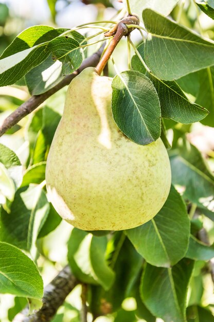 Birne auf einem Ast eines Birnenbaums hautnah