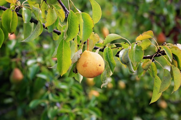 Birne auf einem Baum in den Biohofprodukten des Gartens