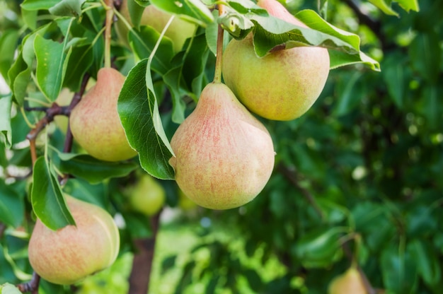 Birnen am Ast. Birnen - Obstgarten