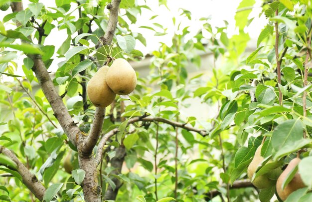 Birnen am Baum im Obstgarten