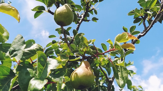 Birnen auf einem Zweig Mehrere Fruchtfrüchte, die bereit sind, geerntet und verzehrt zu werden Gartenpflanzen Reife Birne im Garten oder auf dem Bauernhof