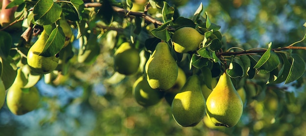 Birnen wachsen auf einem Baum im Garten Selektiver Fokus