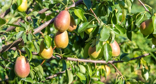 Birnen wachsen auf einem Birnbaum. Birnengarten selektiver Fokus. Natur