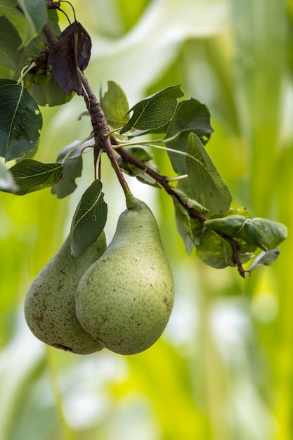 Birnen wachsen und reifen in einem Garten in Italien