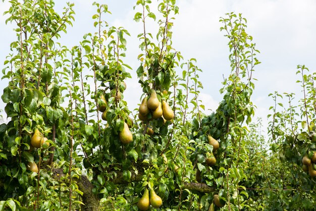 Birnenbäume beladen mit Frucht in einem Obstgarten in der Sonne