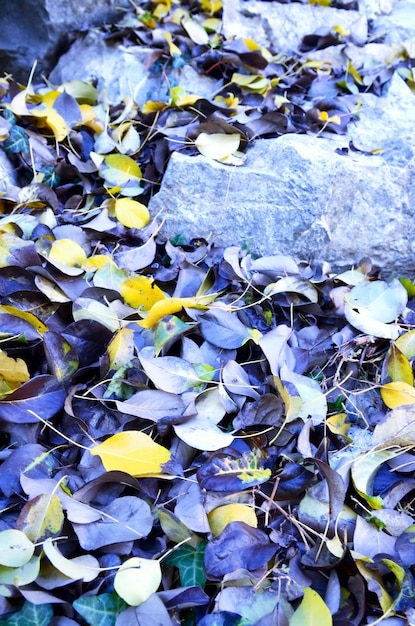 Birnenblätter im Herbst