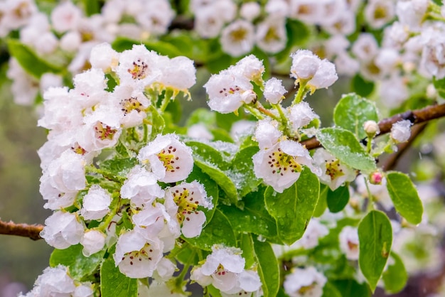 Birnenblüten unter dem Schnee Schneeflocken auf zarten Birnenblüten im Mai