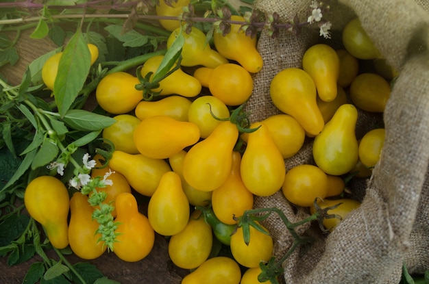 Birnenförmige gelbe Tomate auf einem Holztisch